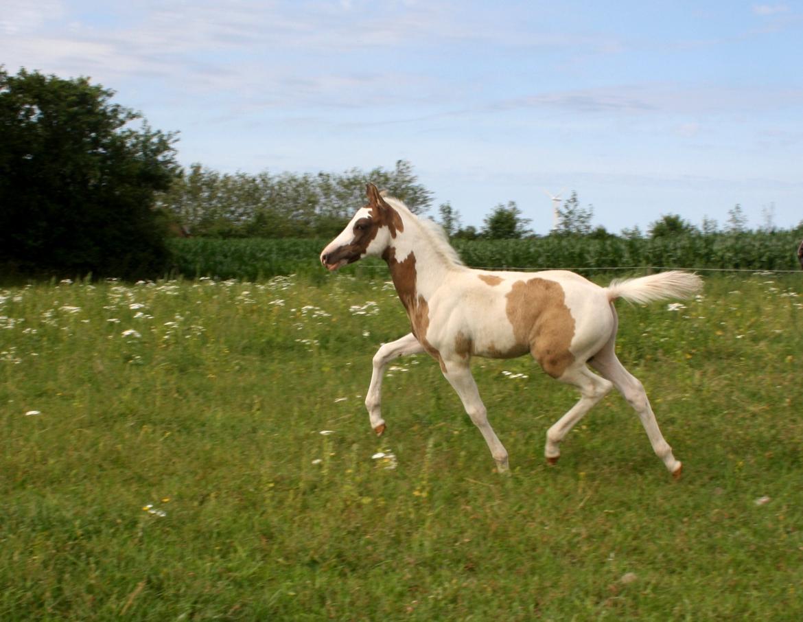 Tysk Sportspony Don Diego (SOLGT) billede 3