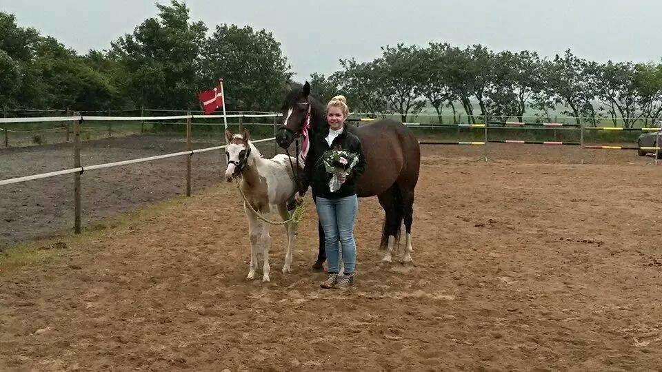 Tysk Sportspony Don Diego (SOLGT) - Don Diege vandt præmien til følkåring, som den bedste hingsteføl ! <3 billede 9