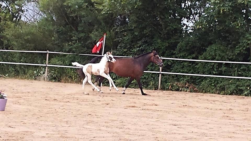 Tysk Sportspony Don Diego (SOLGT) - Don Diege vandt præmien til følkåring, som den bedste hingsteføl ! <3 billede 10