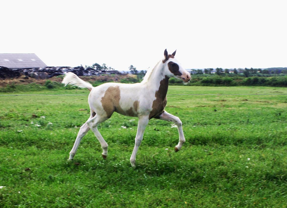 Tysk Sportspony Don Diego (SOLGT) billede 1