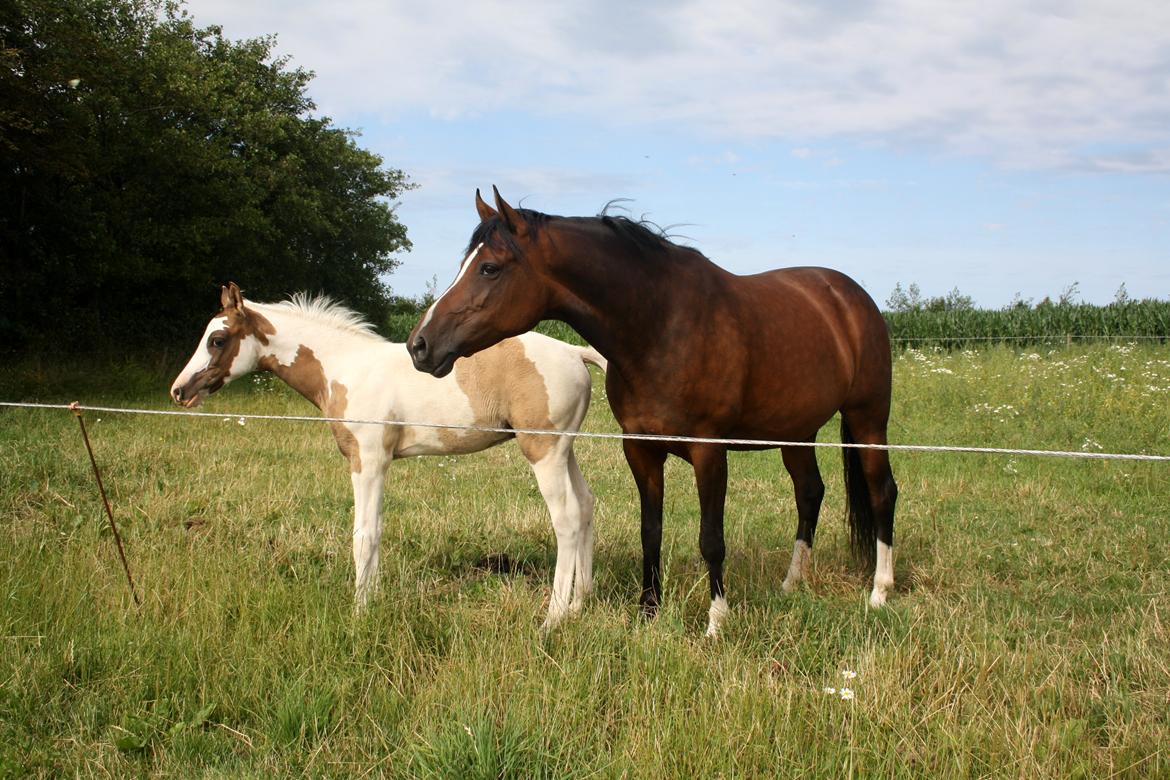 Welsh Partbred (Sec F) Miss Daisy (SOLGT) billede 3