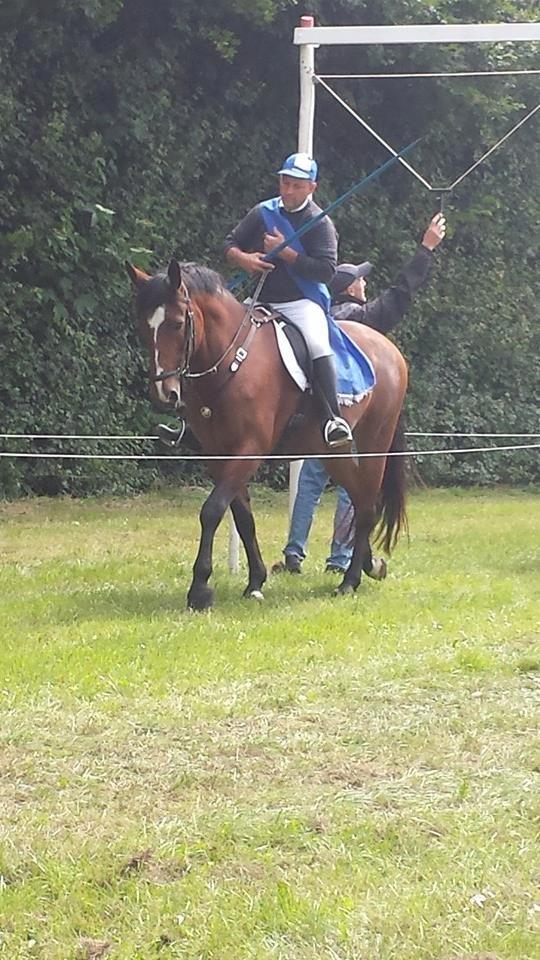 Anden særlig race Chanel billede 15