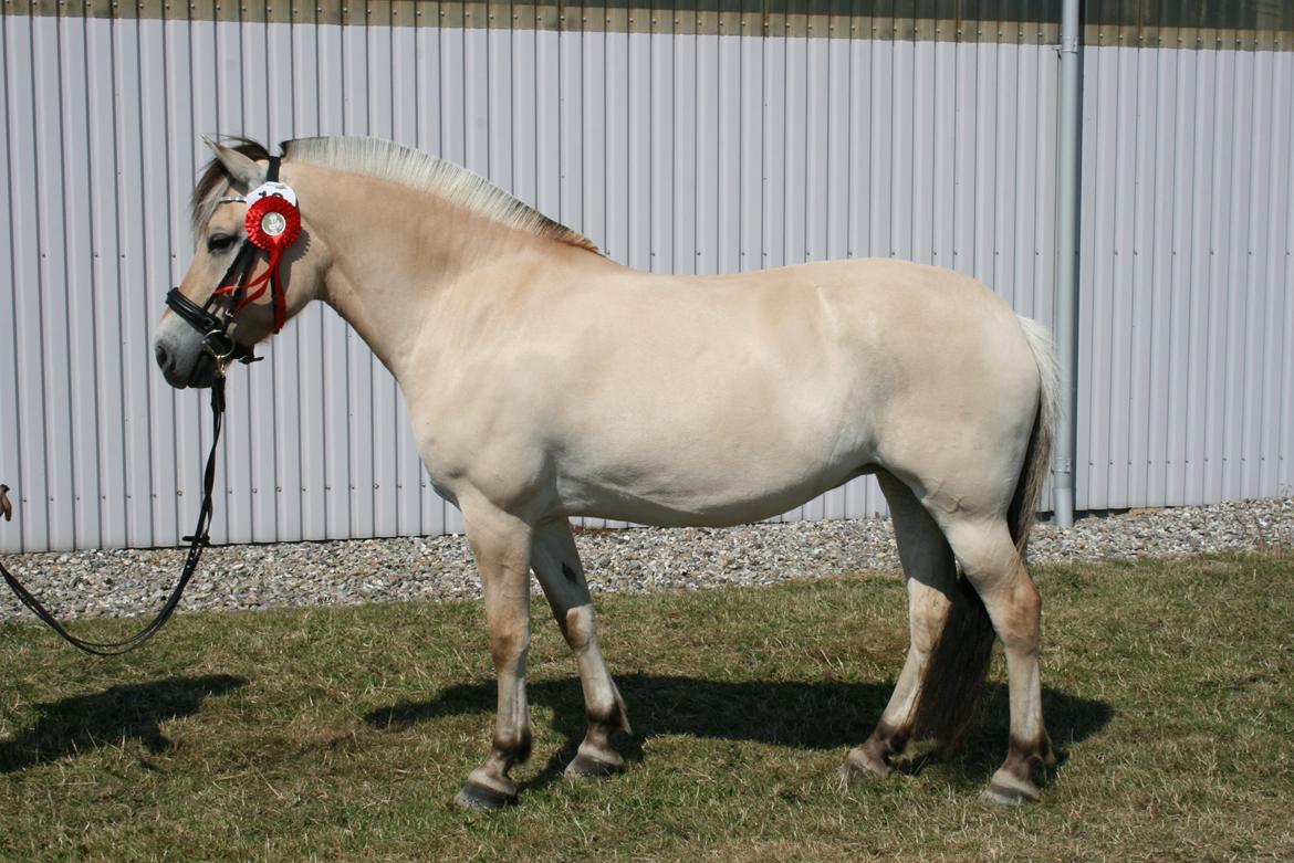 Fjordhest Gitte Fjord - Lippa - Kåring i Aalestrup :-) billede 20