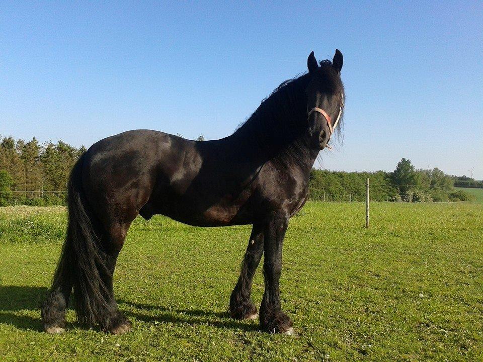 Frieser Tetze Fan Harns billede 12