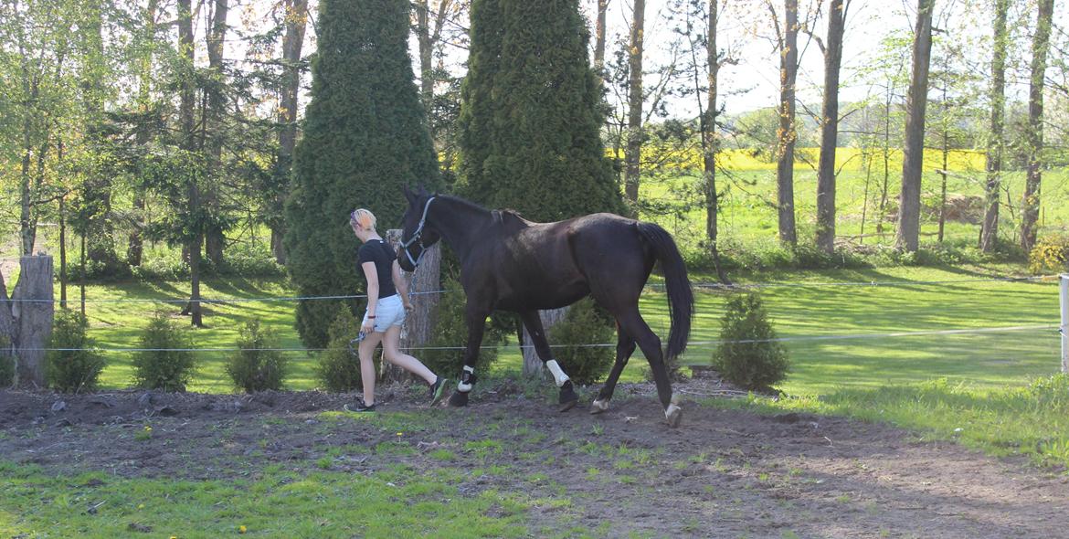 Traver Hjalte M - Træning marts 2014  billede 5