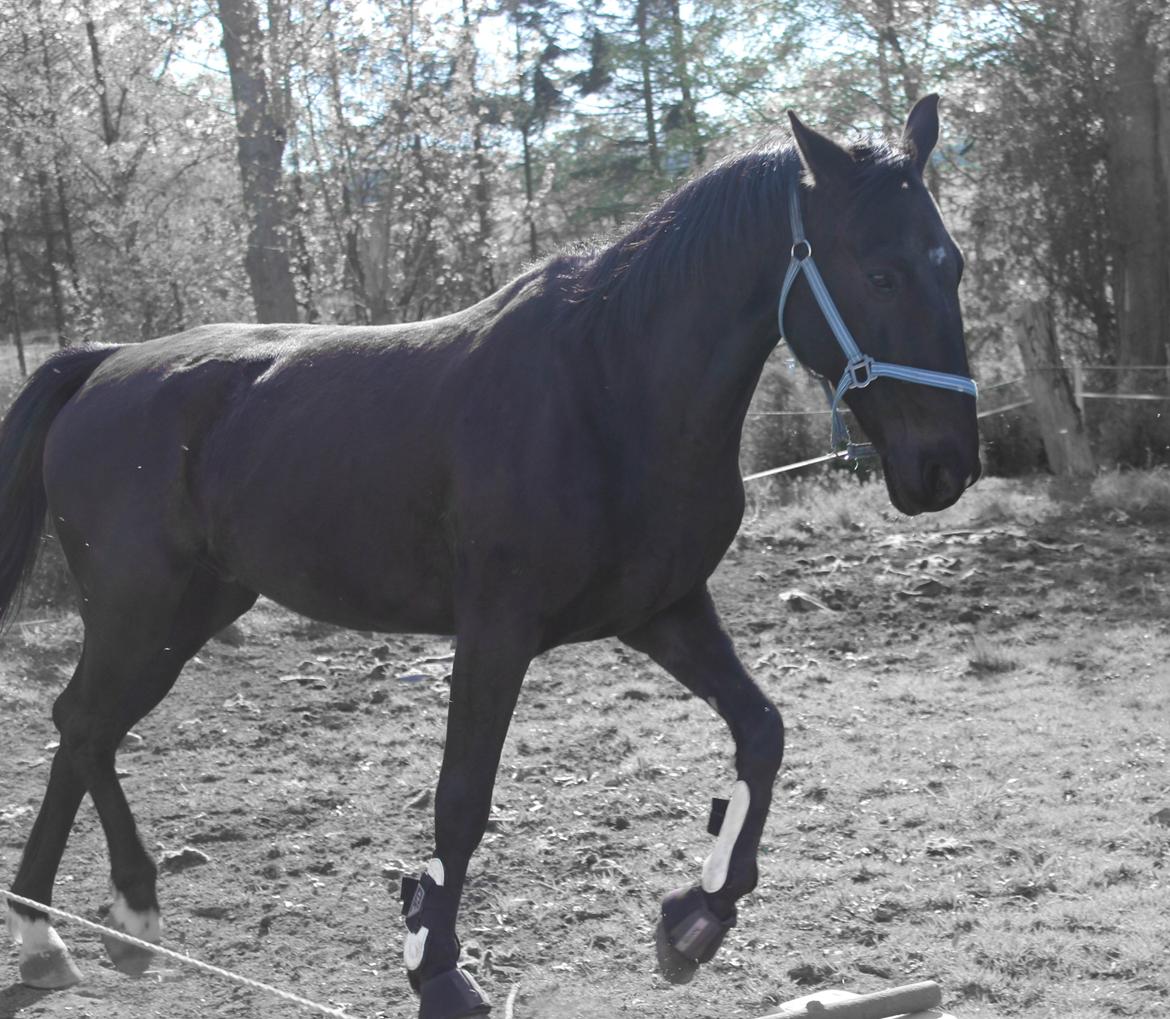 Traver Hjalte M - Marts 2014, begyndelse af træning fri longe billede 2