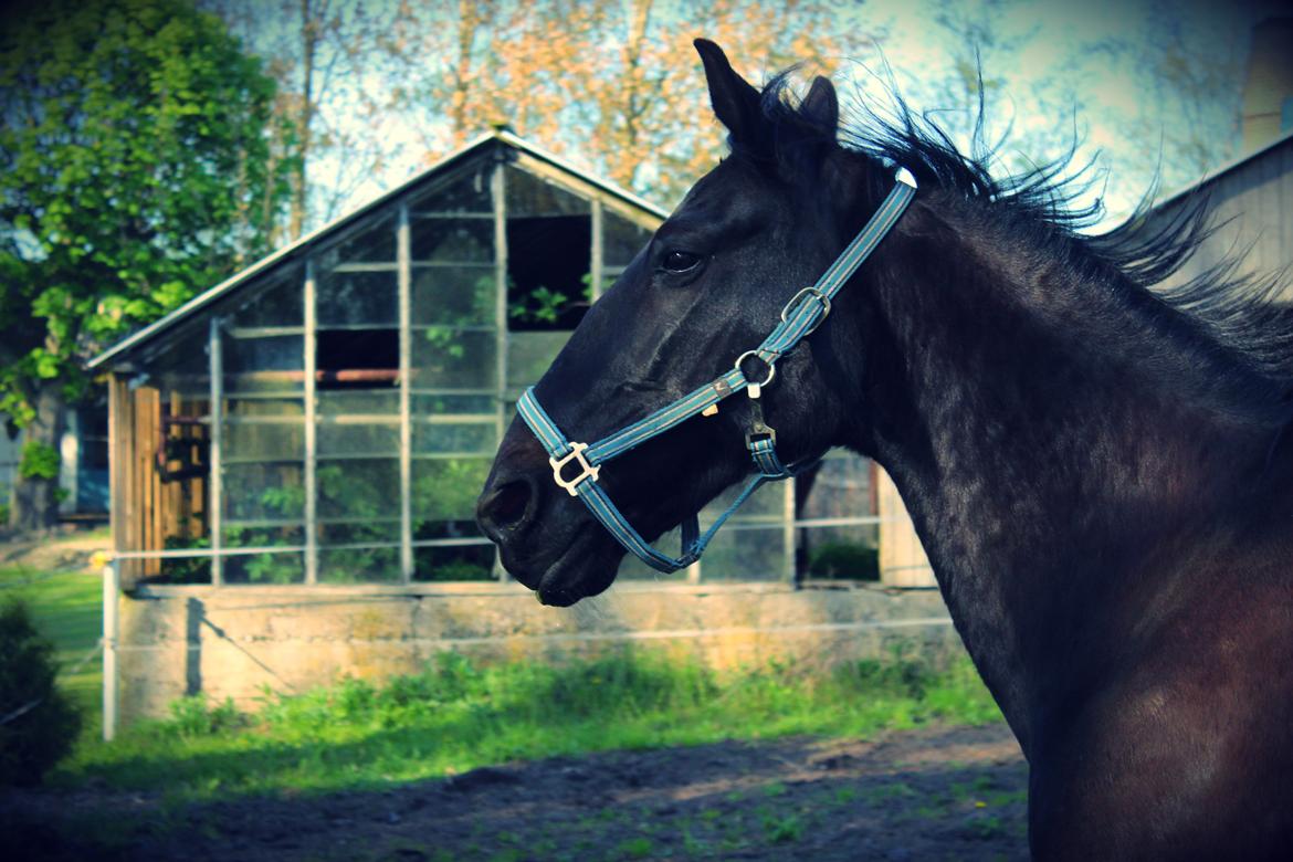 Traver Hjalte M - Vild dyret <3 billede 3