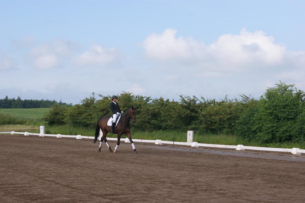 Anden særlig race Rapsodia - Seneste stævne på RHO d. 7/6-14 billede 25