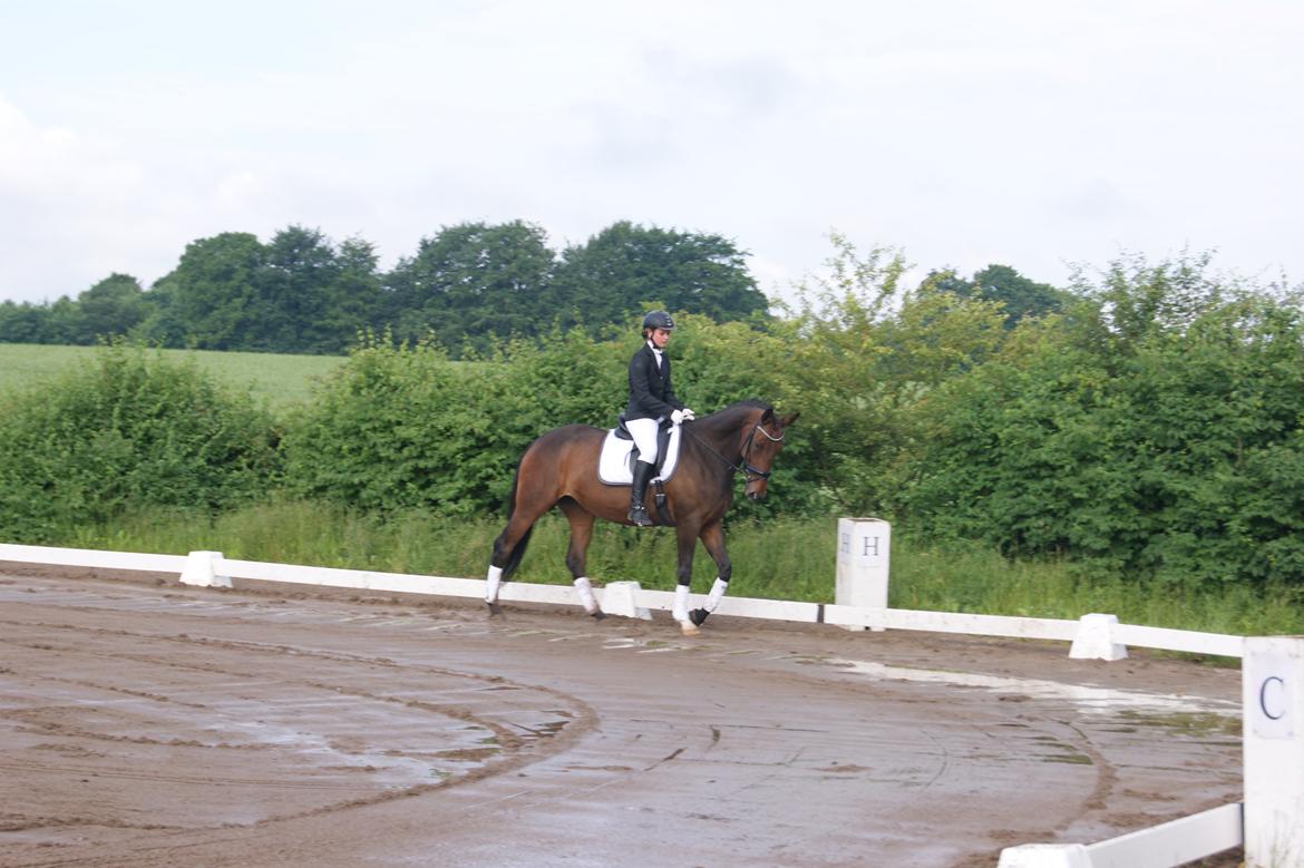 Anden særlig race Rapsodia - Stævne på RHO d. 7/6-14 billede 26