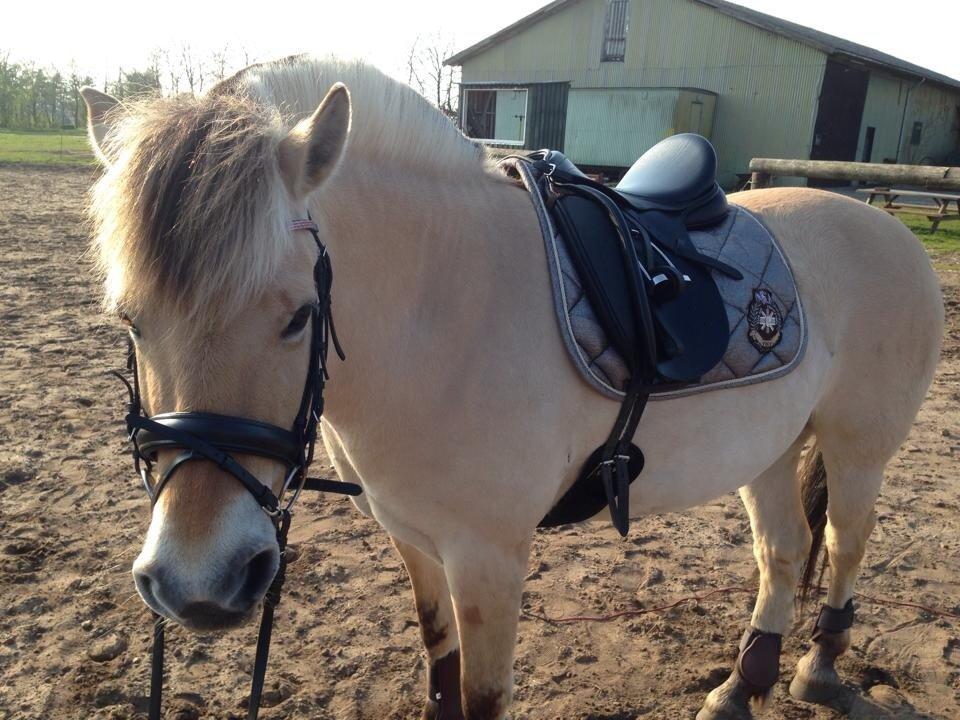Fjordhest Thilde billede 15