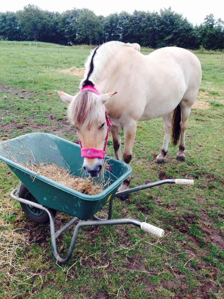 Fjordhest Thilde billede 16