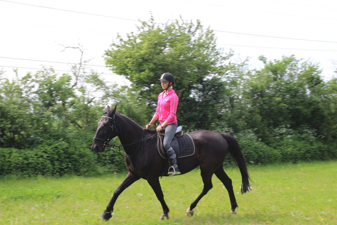 Traver Hjalte M - Træning sommer 2014 uge 31 billede 4
