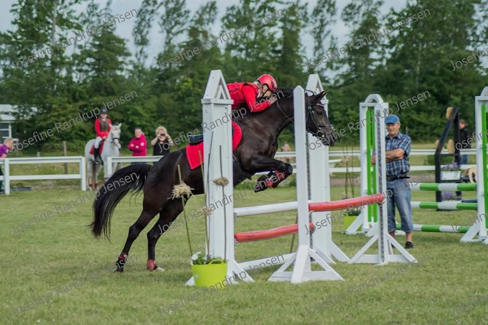 New Forest galsgårds ally billede 1