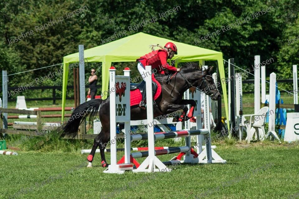 New Forest galsgårds ally billede 2