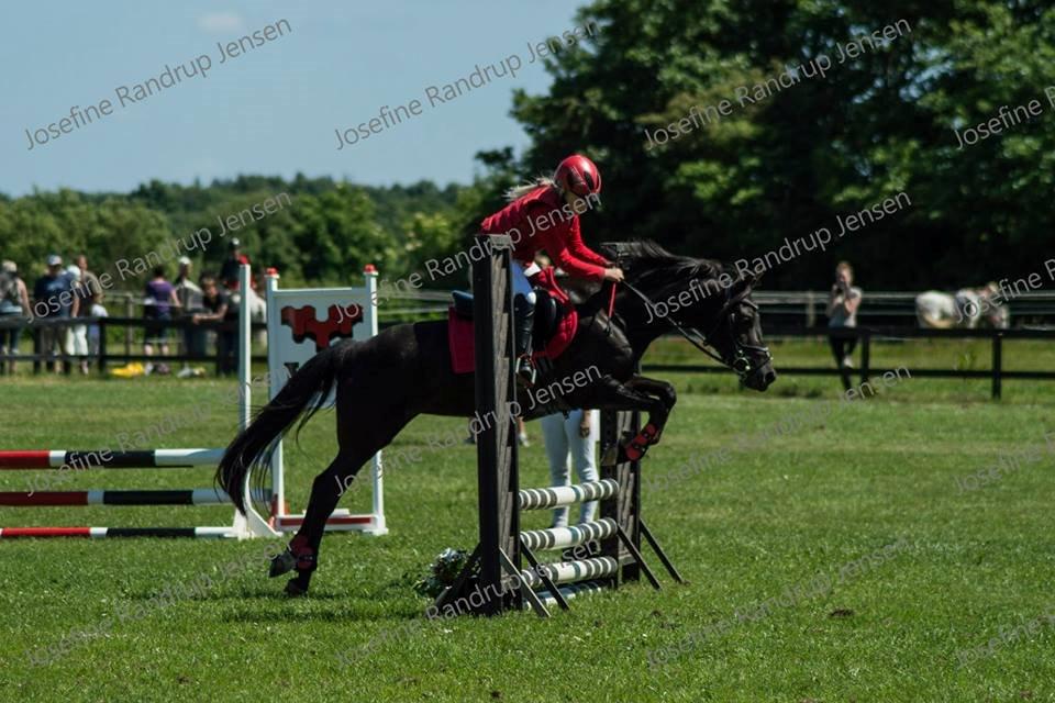 New Forest galsgårds ally billede 3