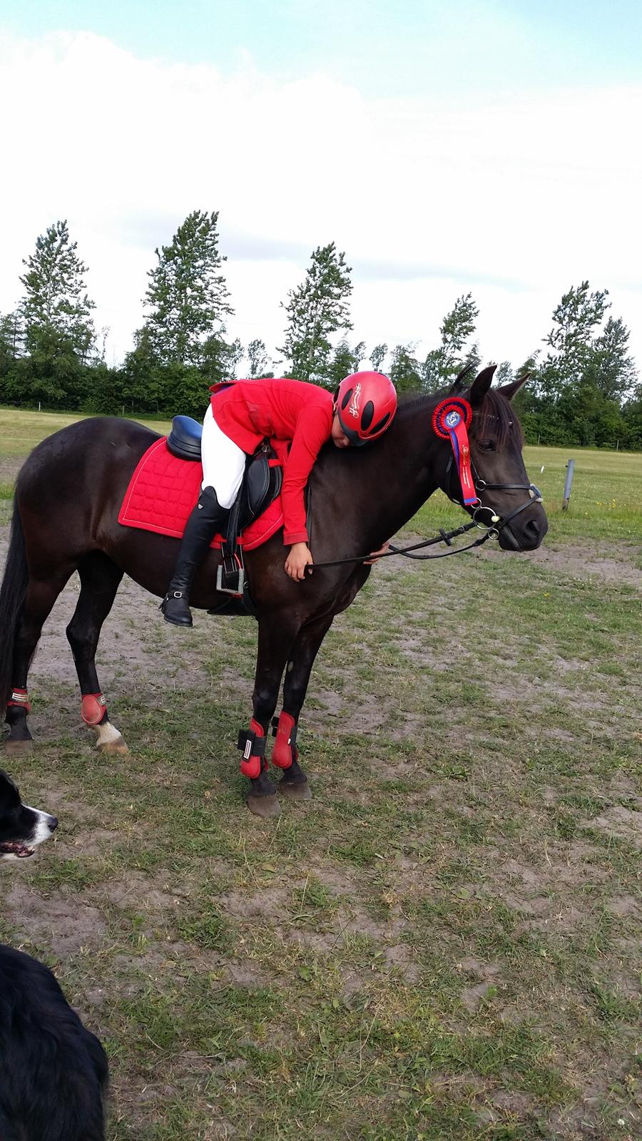 New Forest galsgårds ally billede 7