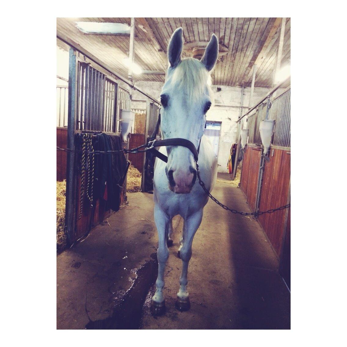 Anden særlig race Silver <3  - Dejlige pony <3 :-* billede 7