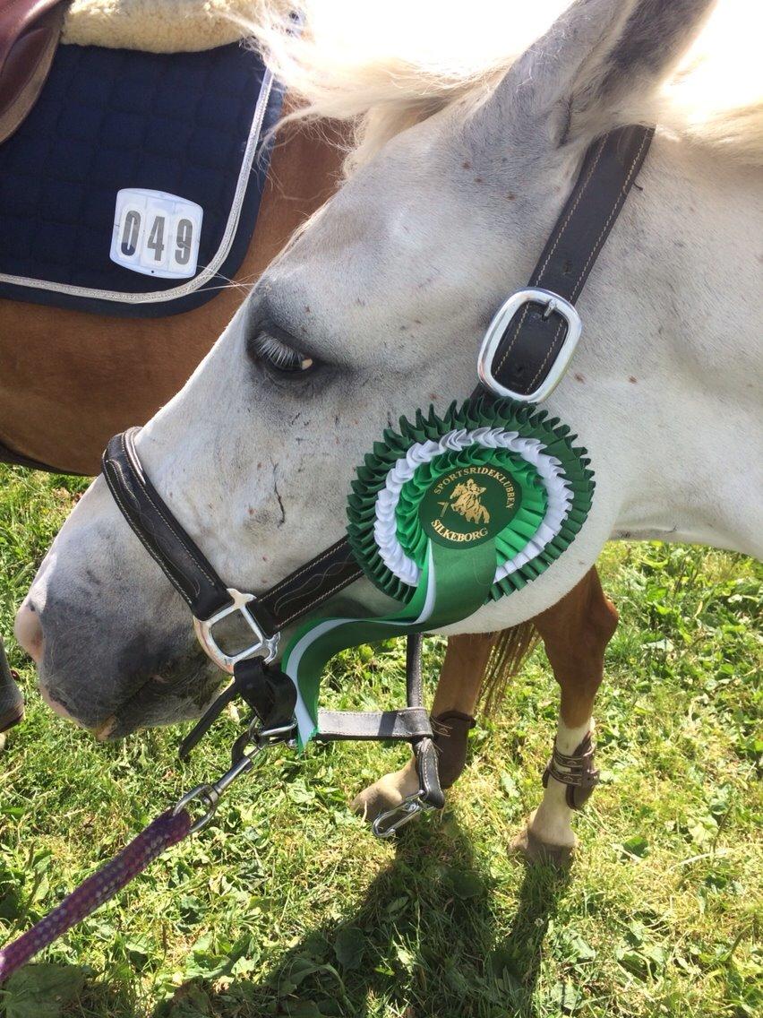 Anden særlig race Silver <3  - 3. plads i LB* <3 billede 8