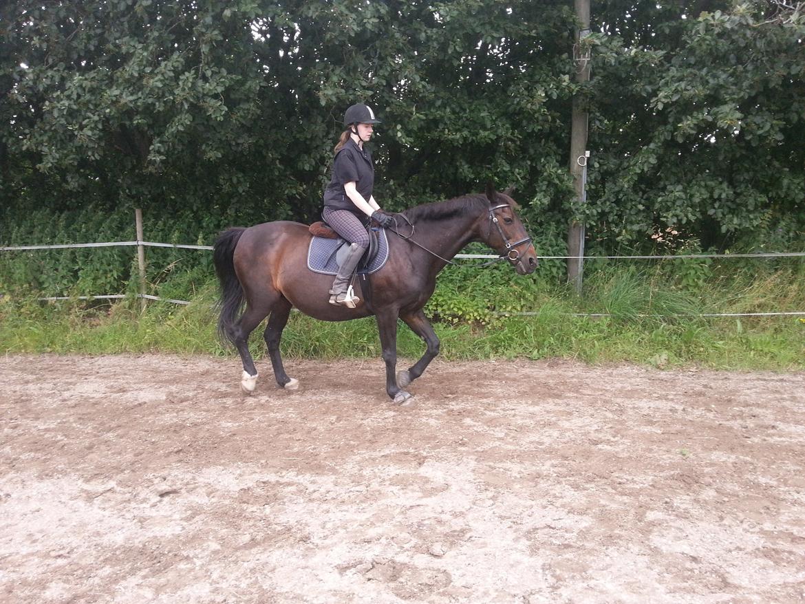 Dansk Varmblod Forza Enshøj (Tykke)  billede 6