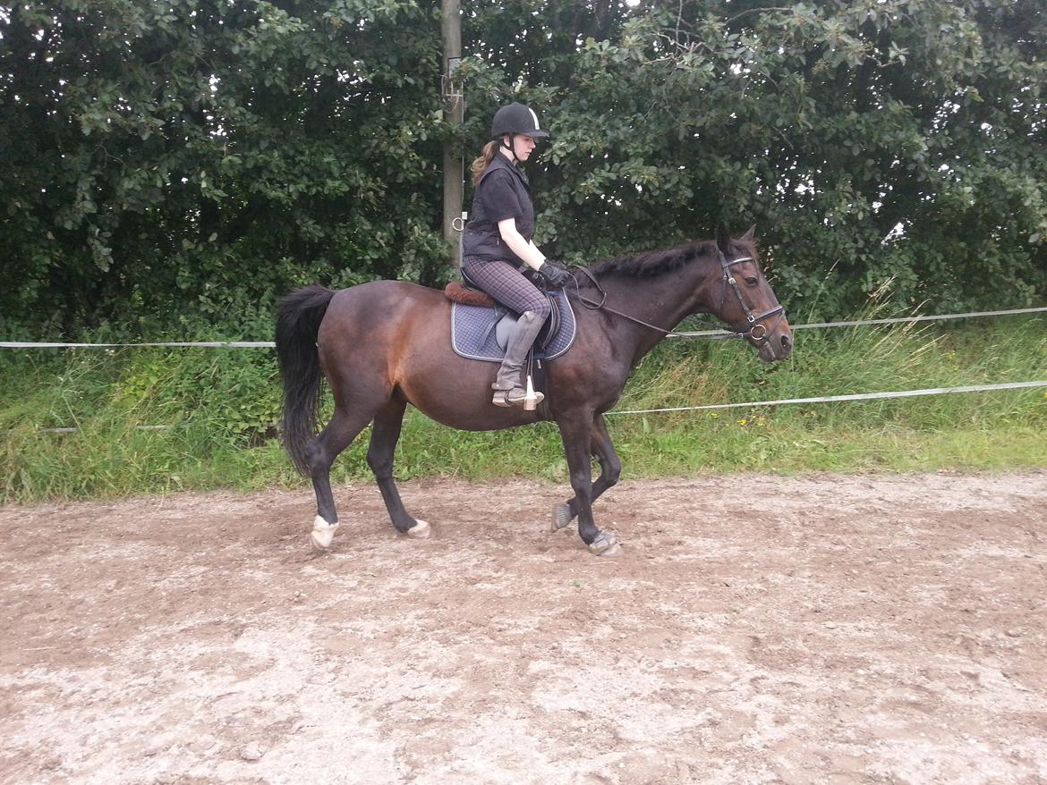 Dansk Varmblod Forza Enshøj (Tykke)  billede 4