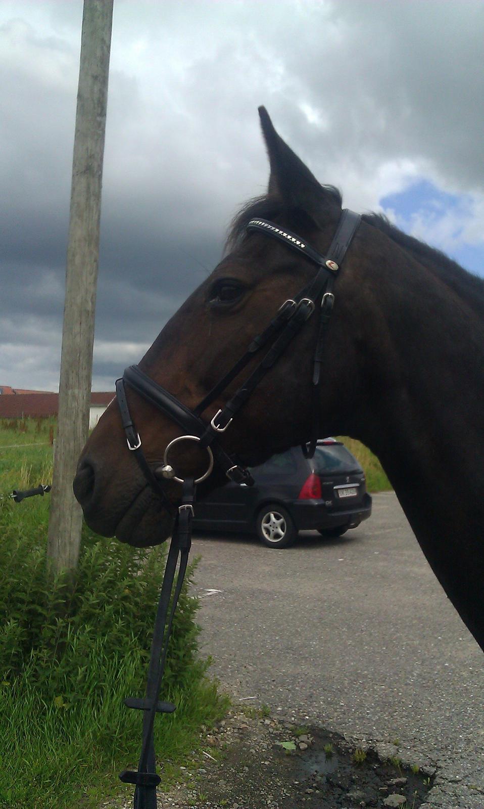 Dansk Varmblod Forza Enshøj (Tykke)  billede 2