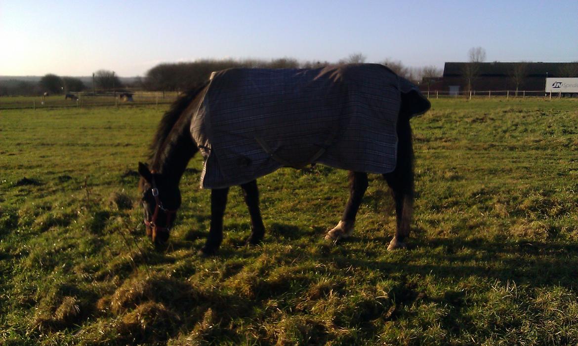 Dansk Varmblod Forza Enshøj (Tykke)  billede 8