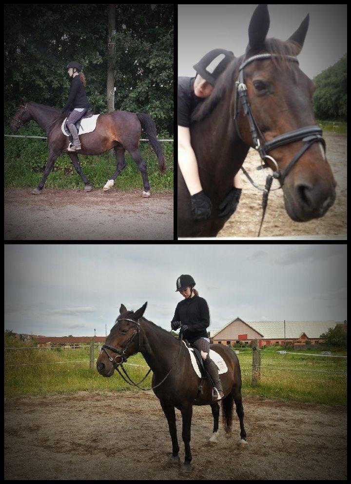 Dansk Varmblod Forza Enshøj (Tykke)  billede 1