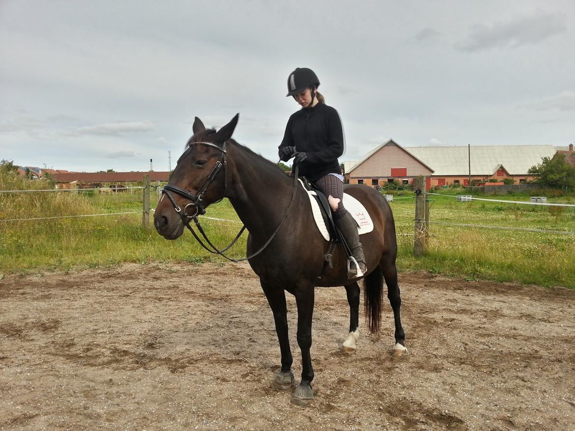 Dansk Varmblod Forza Enshøj (Tykke)  billede 3