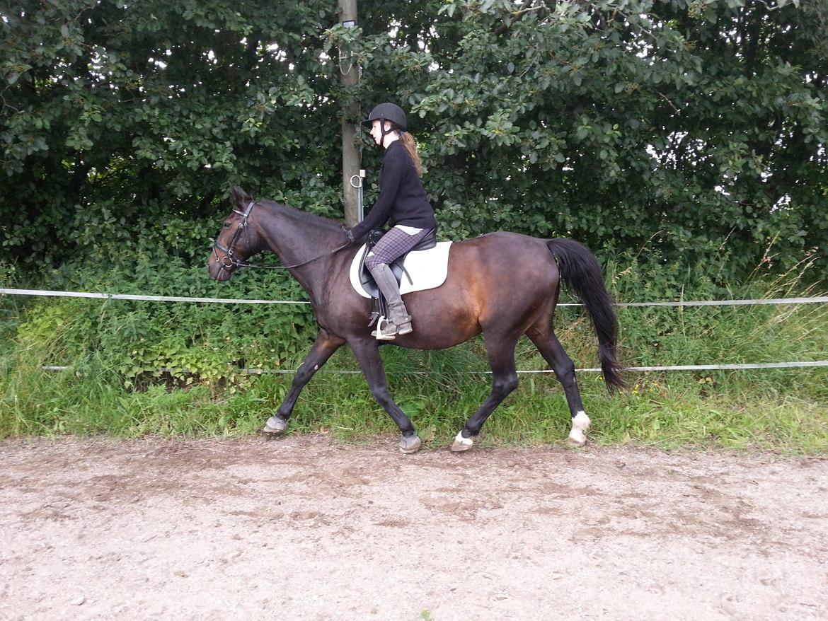 Dansk Varmblod Forza Enshøj (Tykke)  billede 5