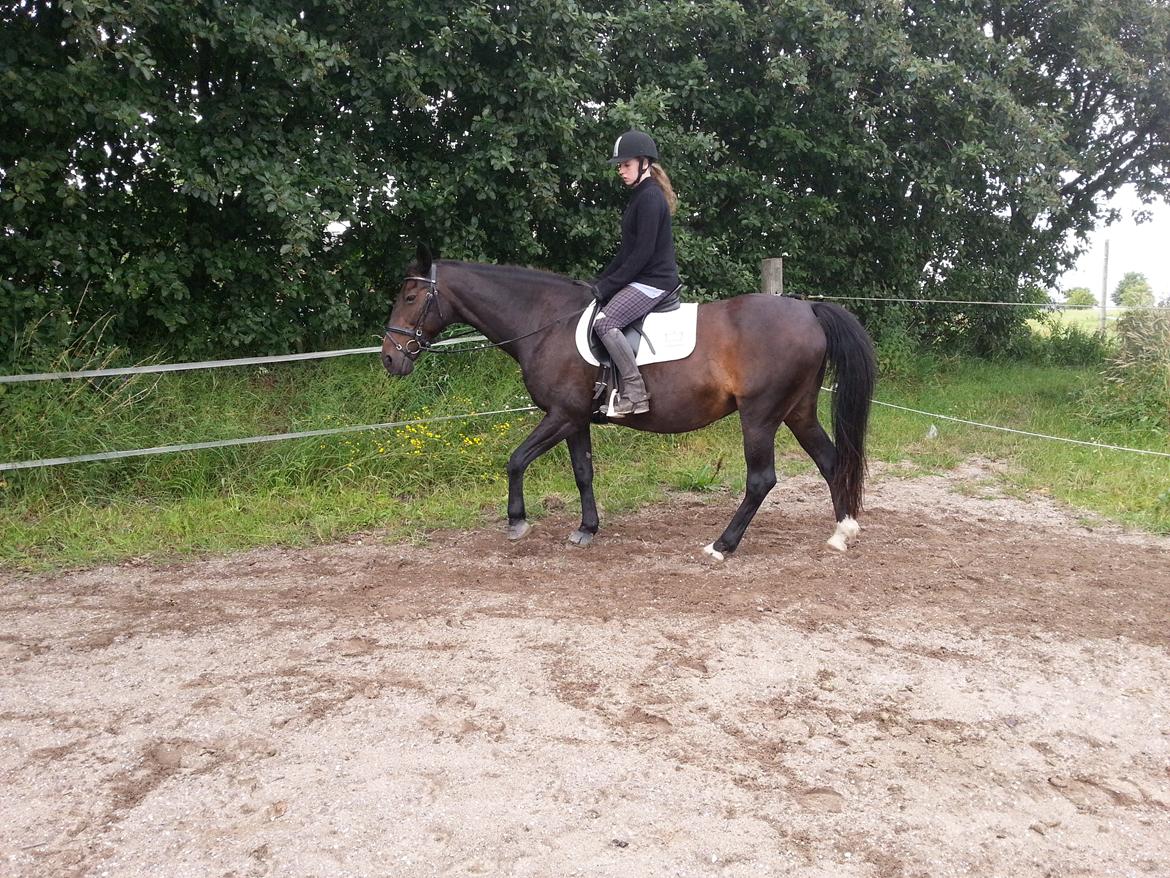 Dansk Varmblod Forza Enshøj (Tykke)  billede 7