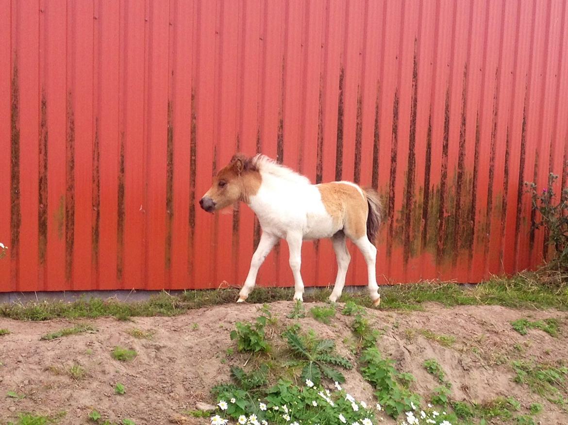 Shetlænder Hjortholt's Baby Mayflower (SOLGT) billede 3