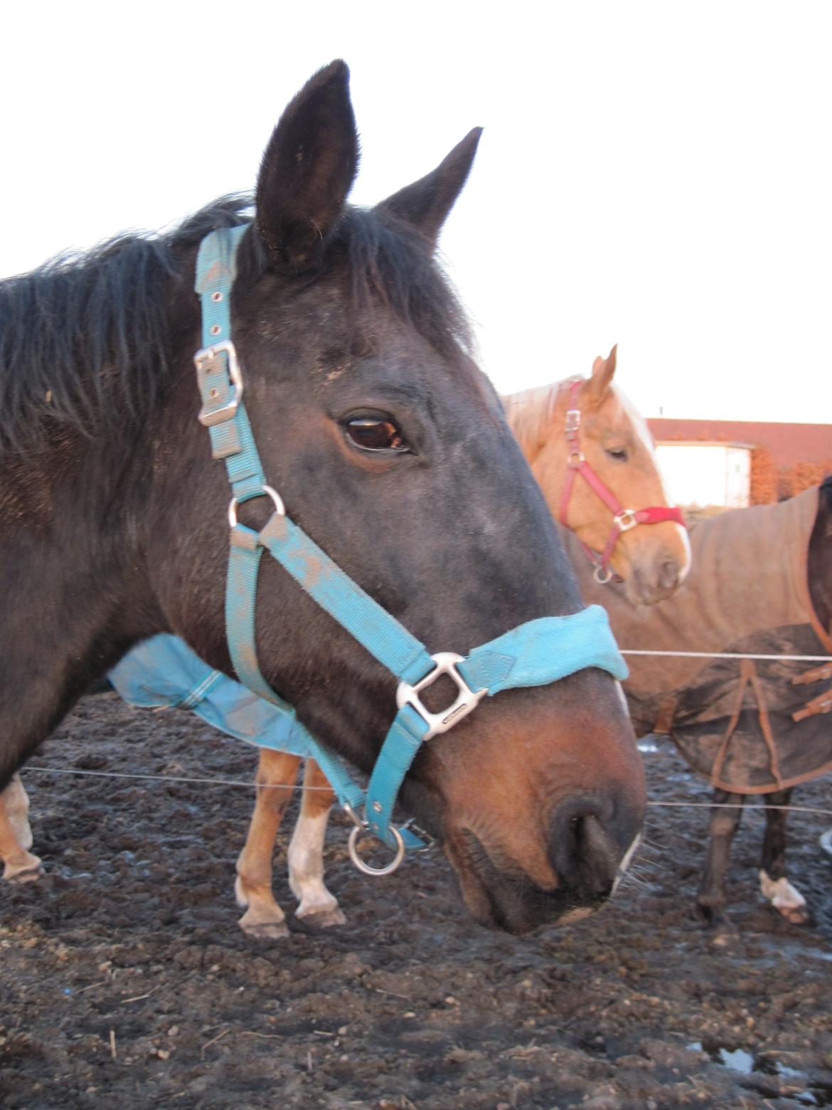 Dansk Varmblod Forza Enshøj (Tykke)  billede 9