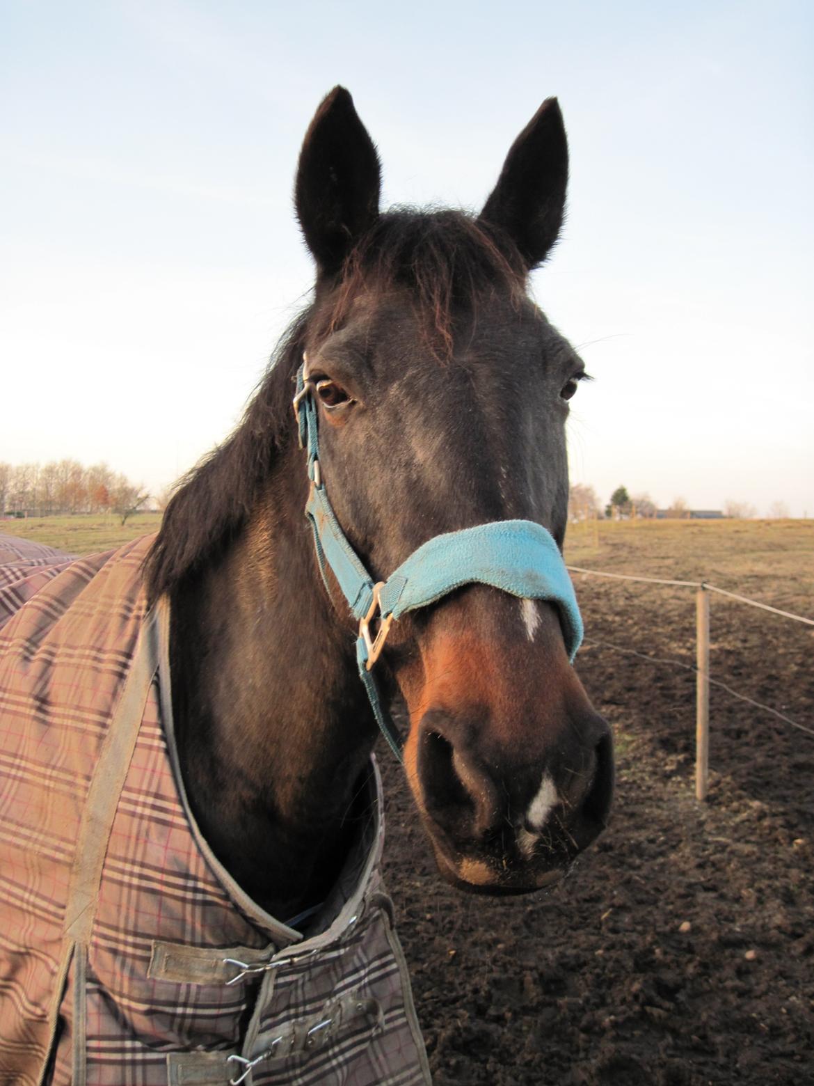 Dansk Varmblod Forza Enshøj (Tykke)  billede 10
