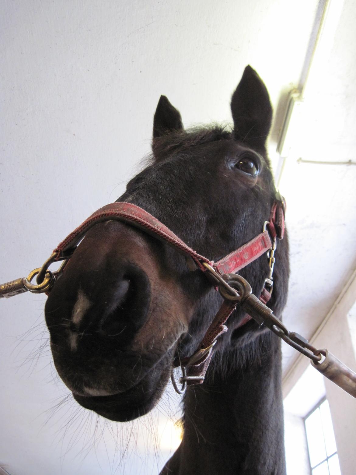 Dansk Varmblod Forza Enshøj (Tykke)  billede 11