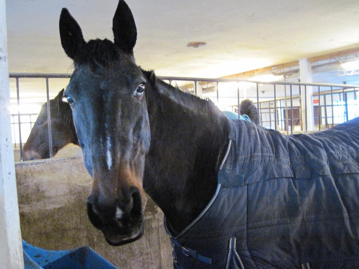 Dansk Varmblod Forza Enshøj (Tykke)  billede 14