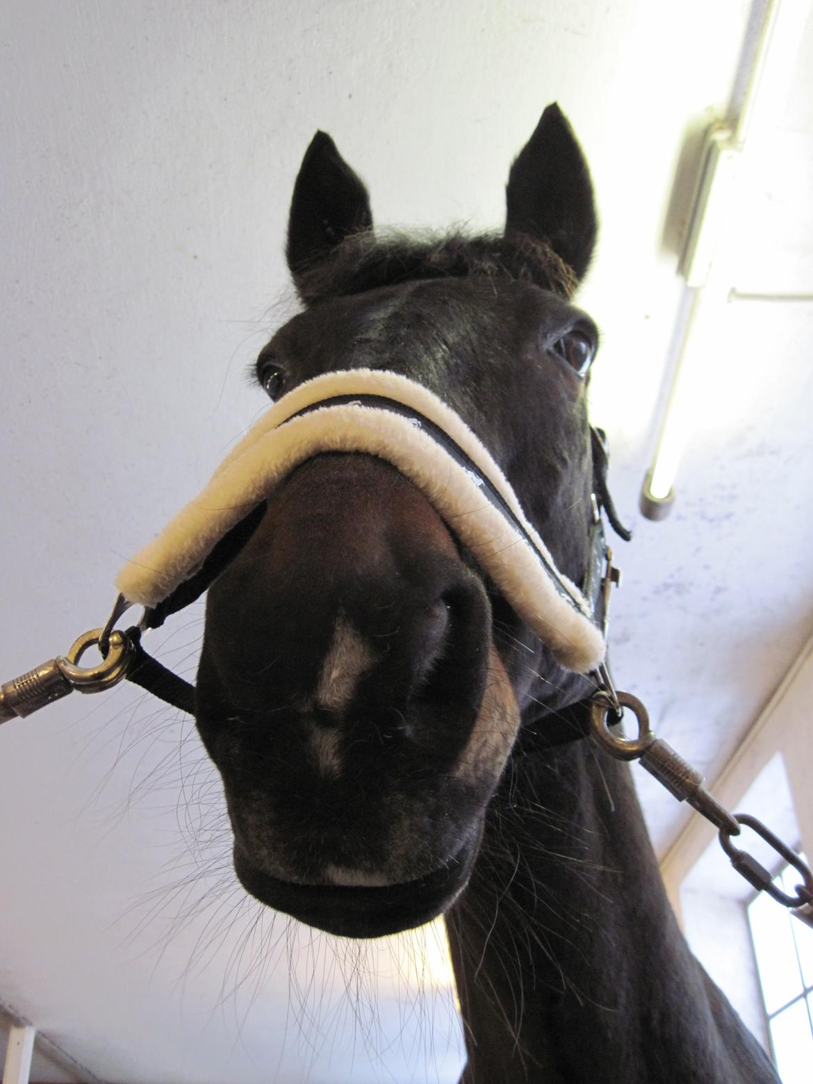 Dansk Varmblod Forza Enshøj (Tykke)  billede 12