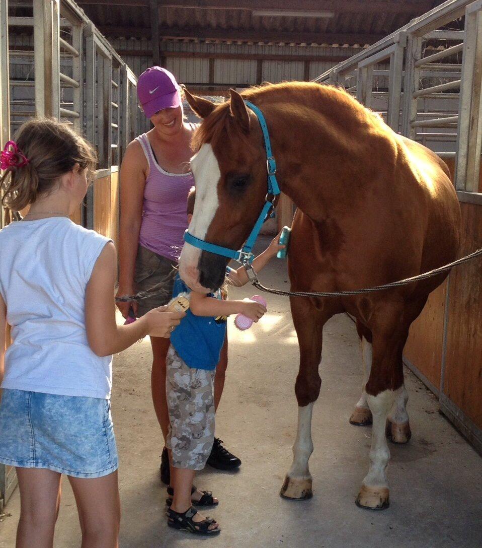 Welsh Partbred (Sec F) Indrino billede 13