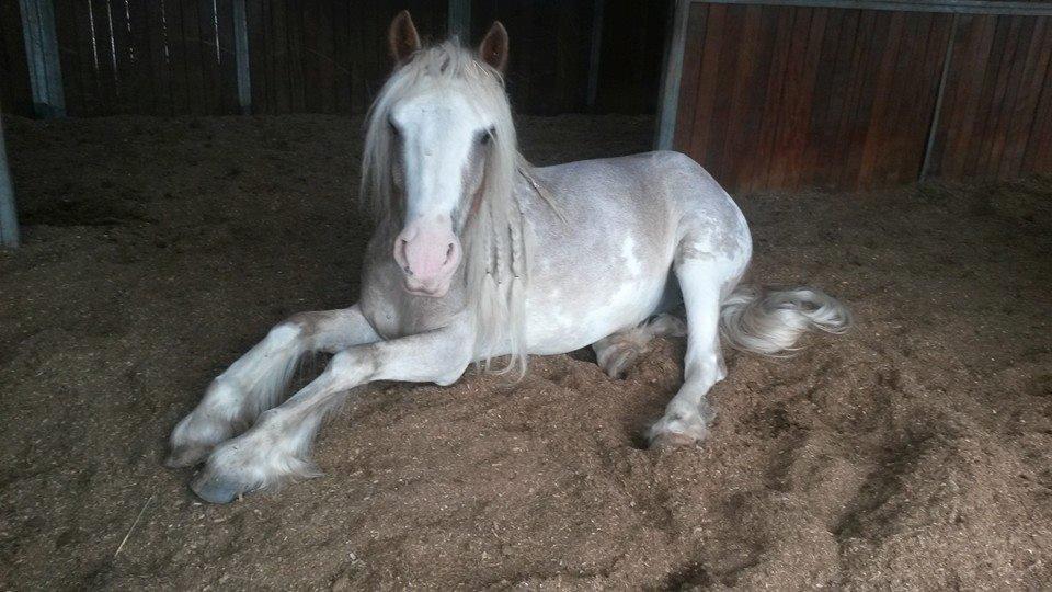 Irish Cob Frilenis Lux billede 14