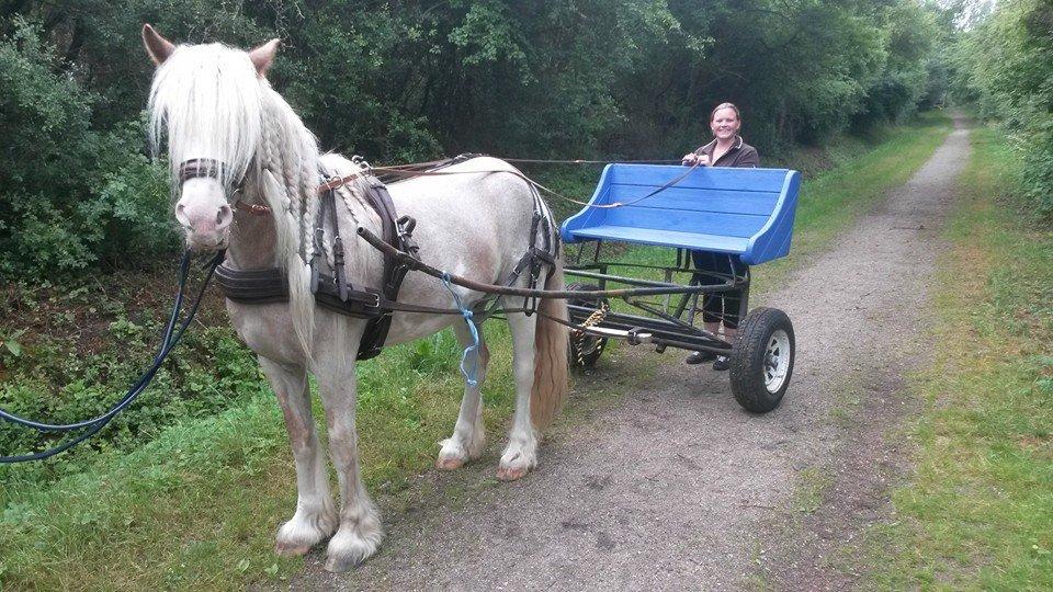 Irish Cob Frilenis Lux billede 18