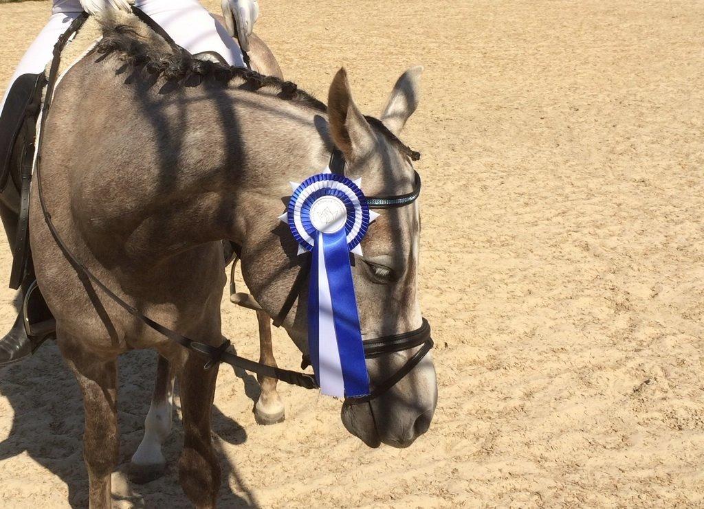 Arabisk fuldblod (OX) Badi Al Zaman - " Er jeg lige god eller hvad " billede 8