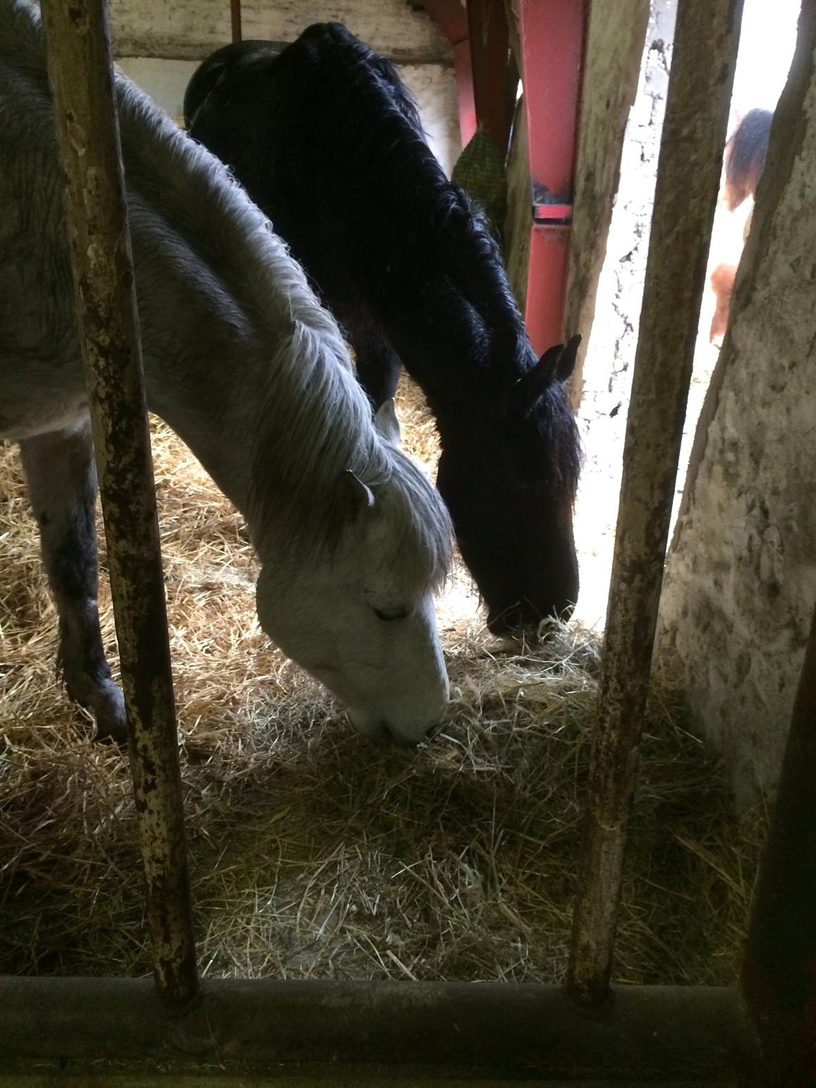 Frieser Enja billede 30