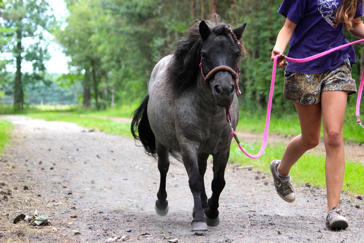 Shetlænder Trille - Sommer 2014 billede 10