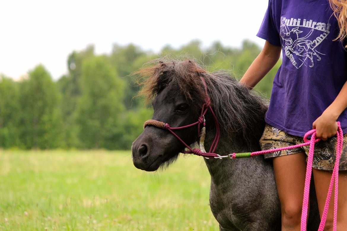 Shetlænder Trille - Sommer 2014 billede 15