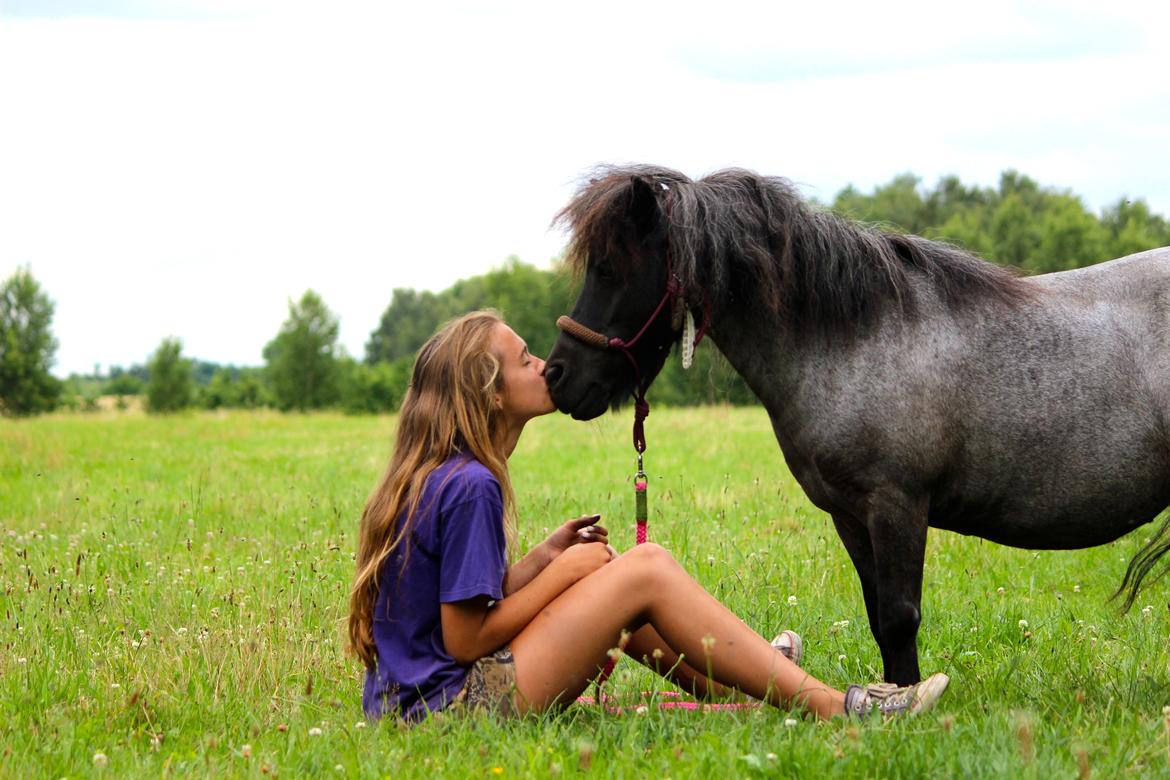 Shetlænder Trille - Sommer 2014 billede 1
