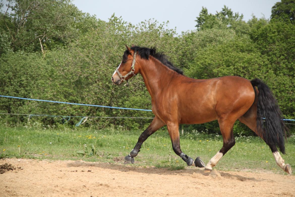 Welsh Pony (sec B) Bakkegaarden´s perfect prince billede 42