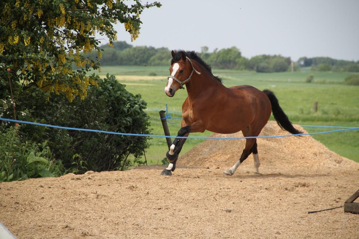 Welsh Pony (sec B) Bakkegaarden´s perfect prince billede 38