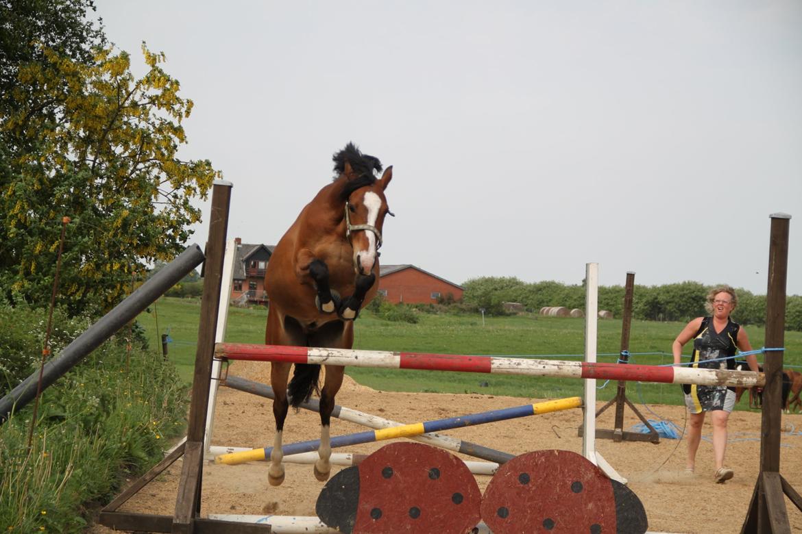 Welsh Pony (sec B) Bakkegaarden´s perfect prince billede 35
