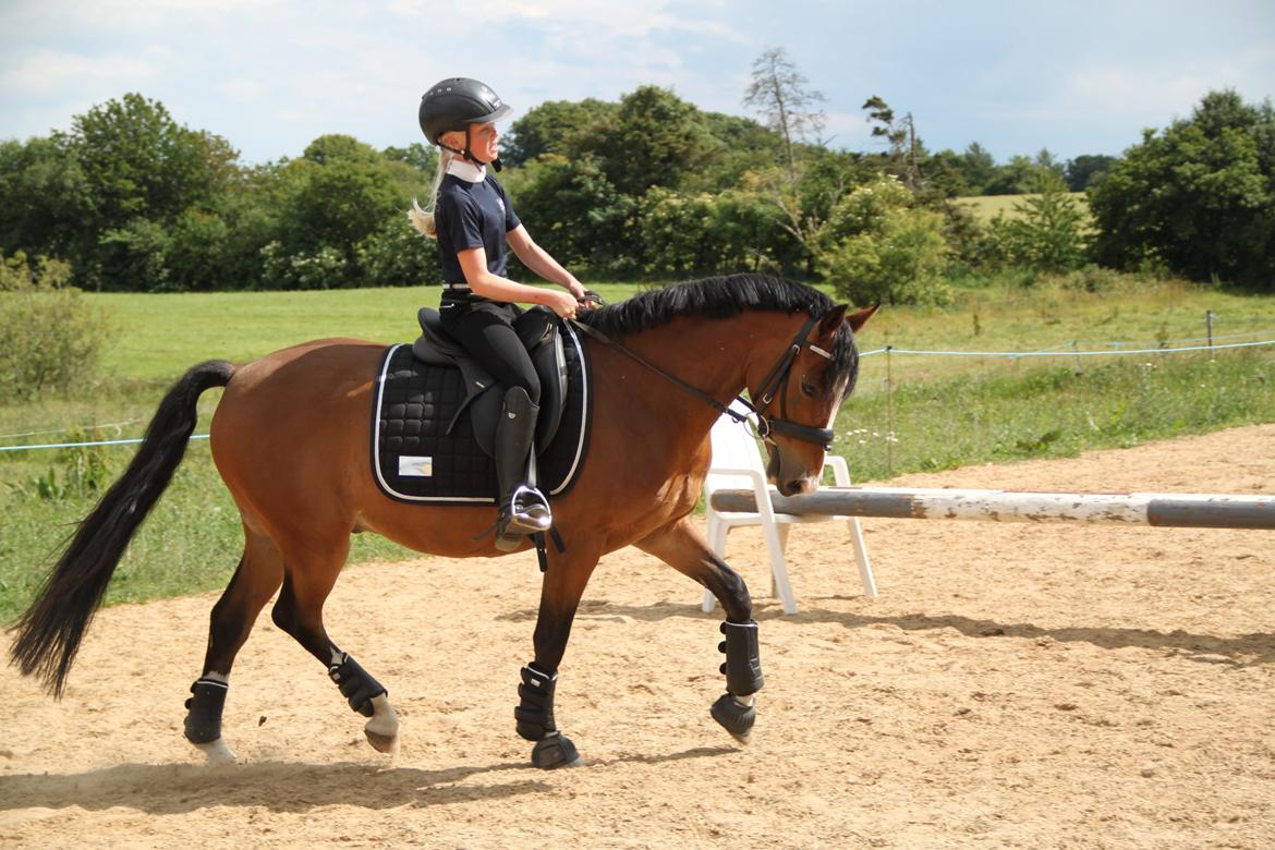 Welsh Pony (sec B) Bakkegaarden´s perfect prince billede 43