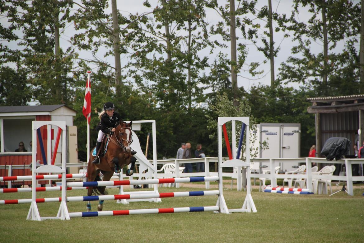 Welsh Pony (sec B) Bakkegaarden´s perfect prince billede 28