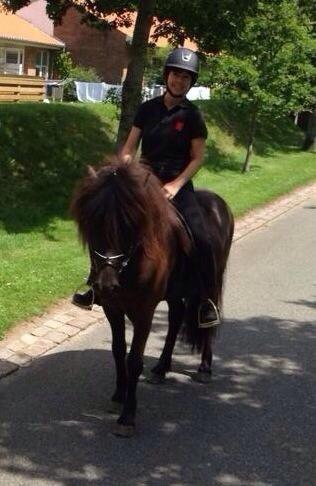 Islænder Stökull fra Studsgaard (Solgt) billede 5